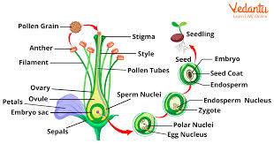 Fertilisation in Plants