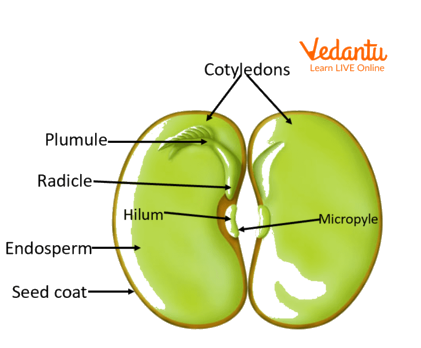 Different parts of an embryo of a dicot seed