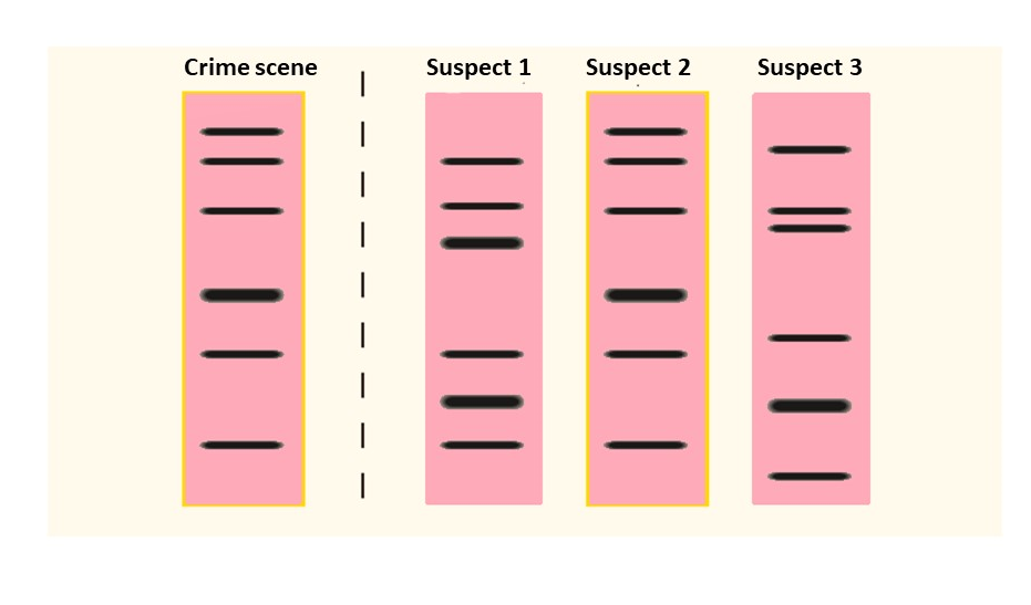 application of DNA fingerprinting