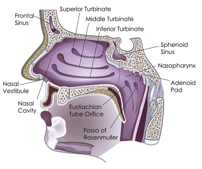 structure of nose diagram - nose anatomy