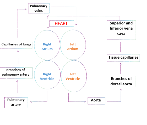 what is double circulation