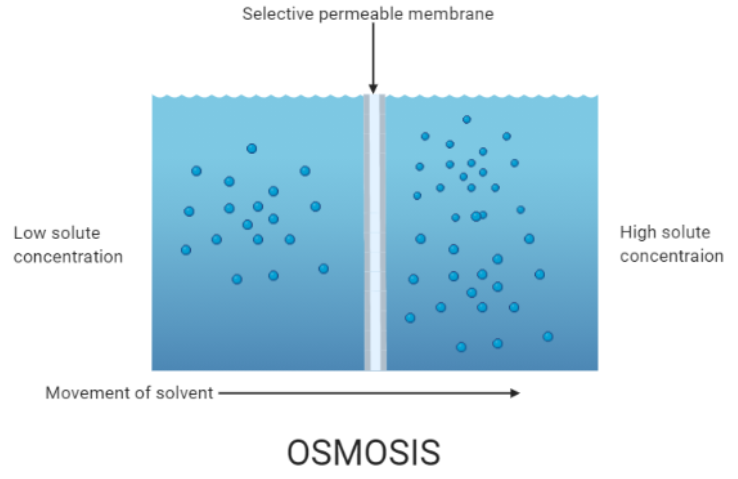 Osmosis Diagram