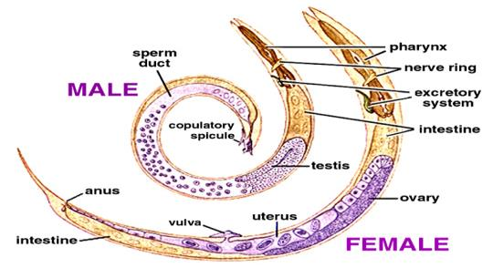 Reproductive structure of Aschelminthes