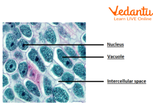 Parenchyma tissue