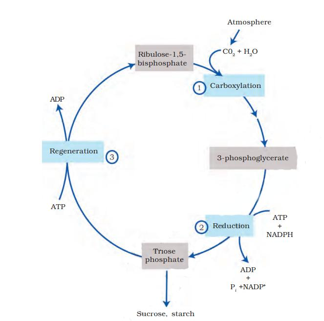 The Calvin Cycle