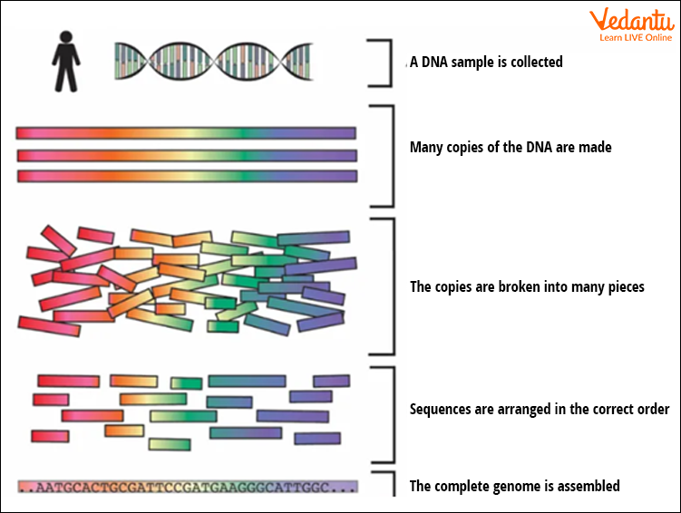Steps used in Human Genome Project Image