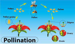 CROSS POLLINATION