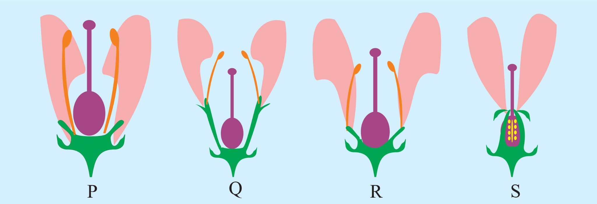 Position of floral parts on thalamus.