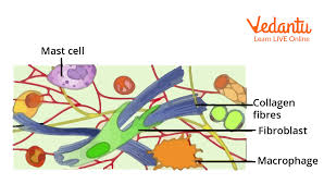 Areolar Tissue