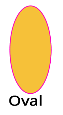 shape of an oval