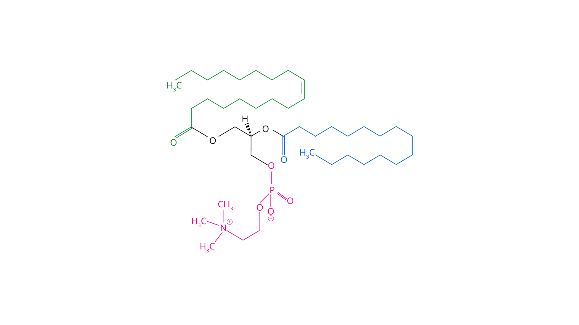Phosphatidylcholine, A Type Of Phospholipid In Lecithin