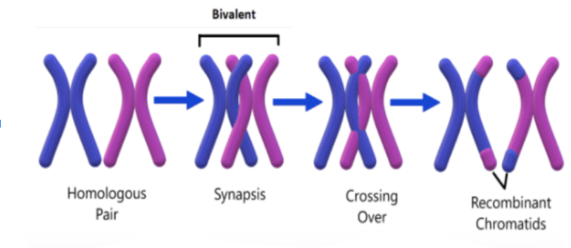 Synapsis, Bivalent and Chiasma Formation
