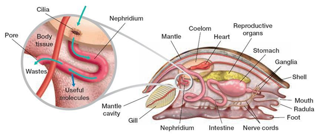 Excretory Organ of Annelida