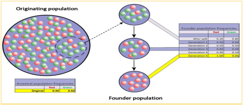 genetic drift example