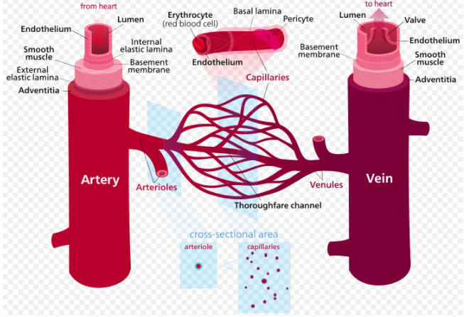 Arteries and Veins Diagram