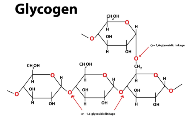 carbohydrates structure - POLYSACCHARIDE