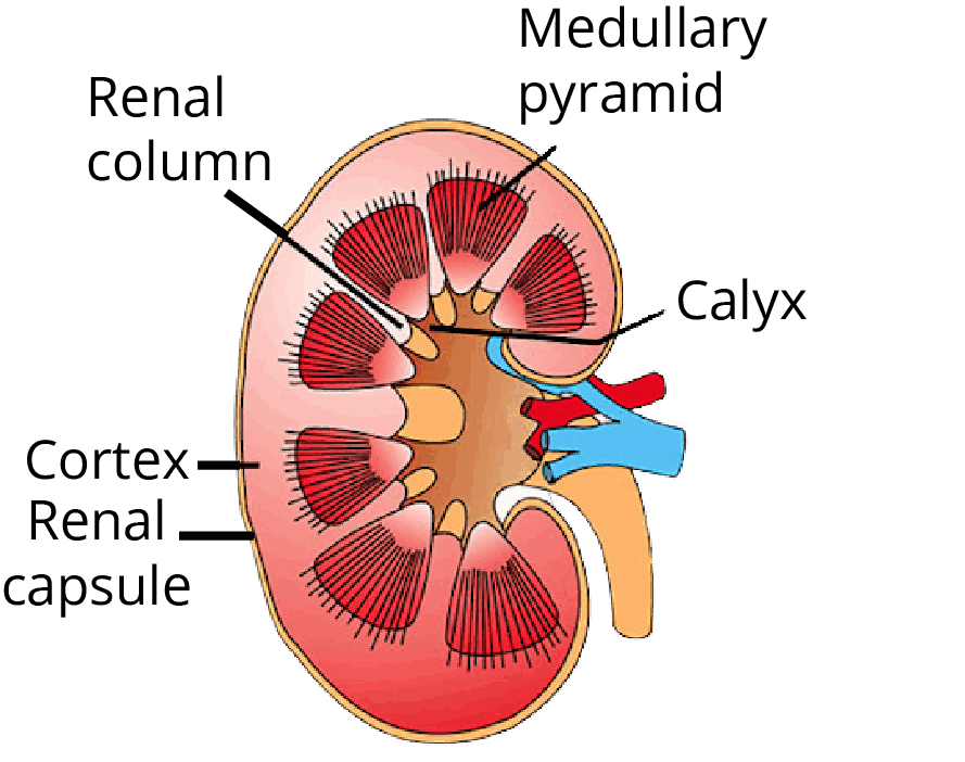 Image representing the structure of the human kidney