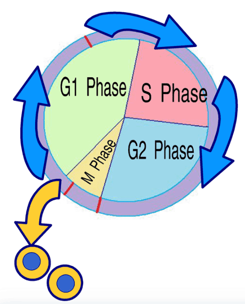 Interphase of Cell Cycle