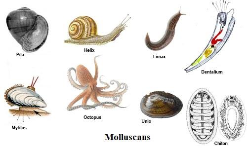 Examples of Mollusca