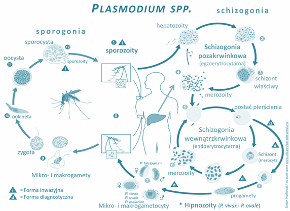 Life Cycle of Plasmodium