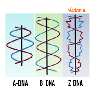 Types of DNA