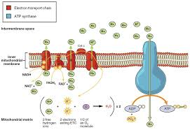 Oxidative Phosphorylation