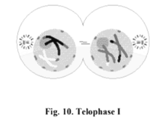 Telophase I of meiosis