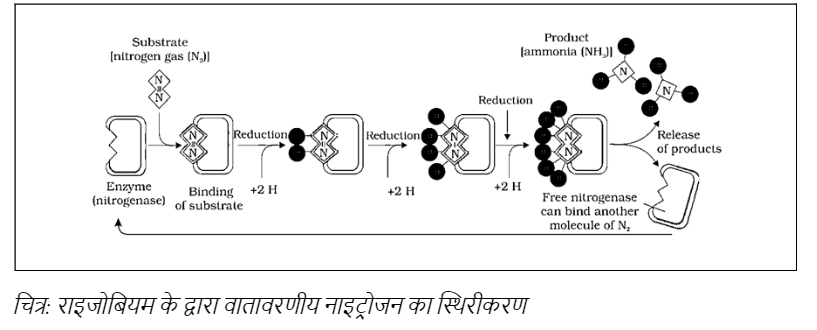 Fixation of atmospheric nitrogen by Rhizobium