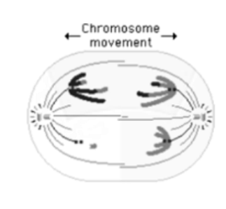 Anaphase I of meiosis