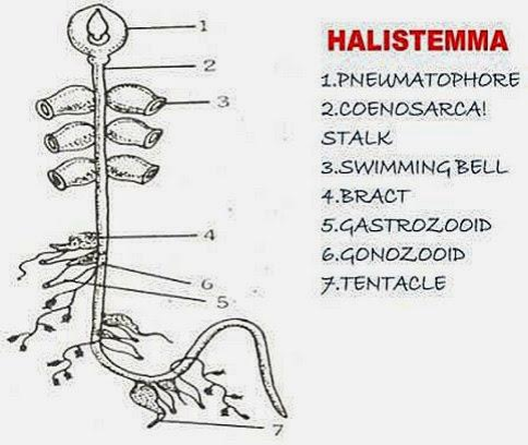 Polymorphism of Coelentrates