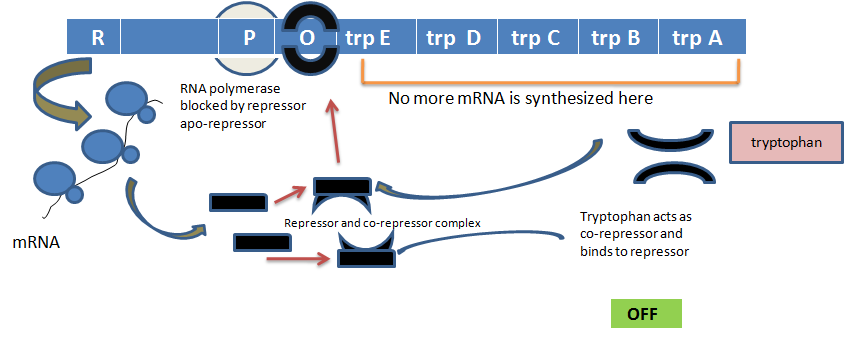 lac operon regulation - turned off