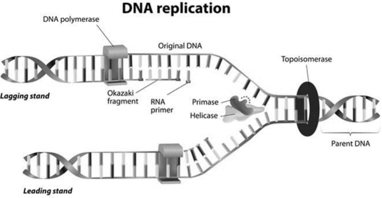 DNA Replication Diagram