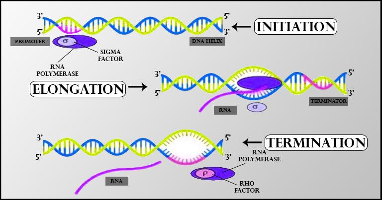 Transcription in Prokaryotes