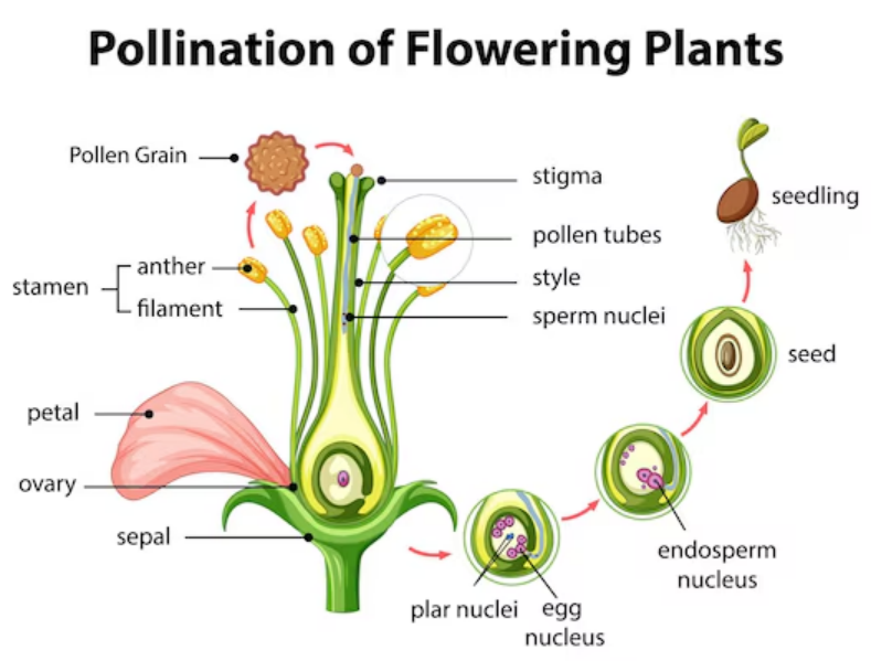 flower reproduction- Pollination