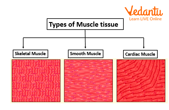 Types of Muscular tissue