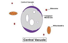 Vacuole Structure