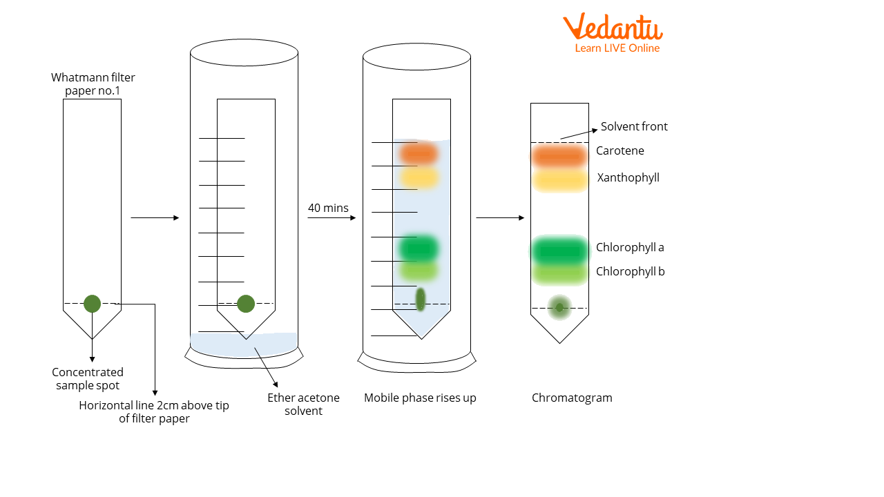 Separation of leaf pigments using paper chromatography