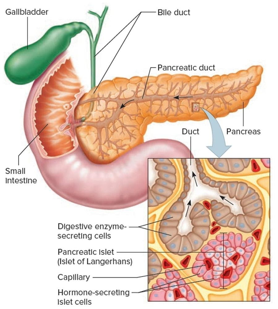 pancreas diagram