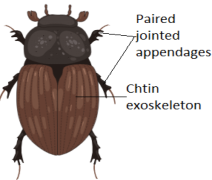 Beetle - Arthropod