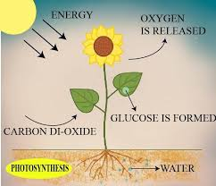 Autotrophic Nutrition