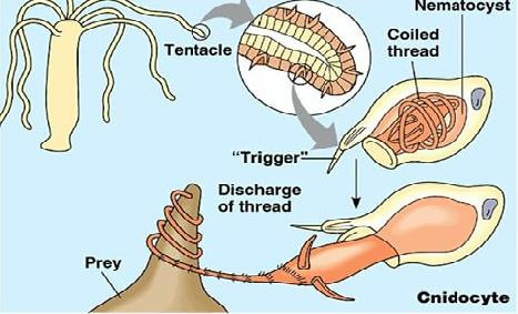 Reproduction in Coelenterata