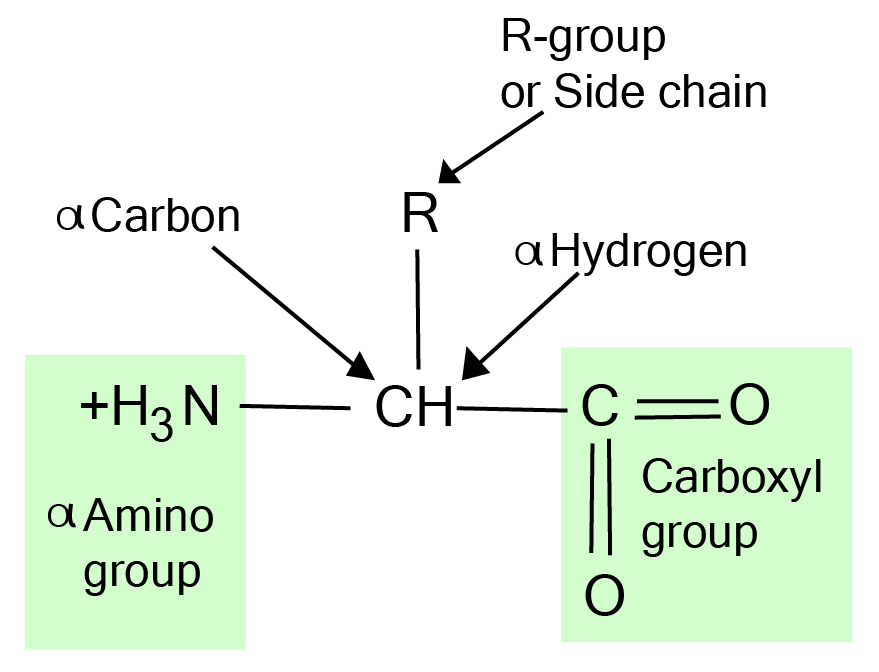 amino acid structure