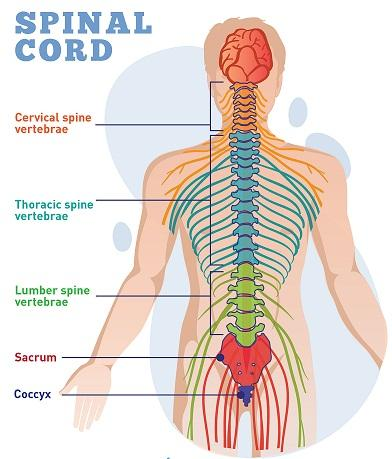 spinal cord diagram easy