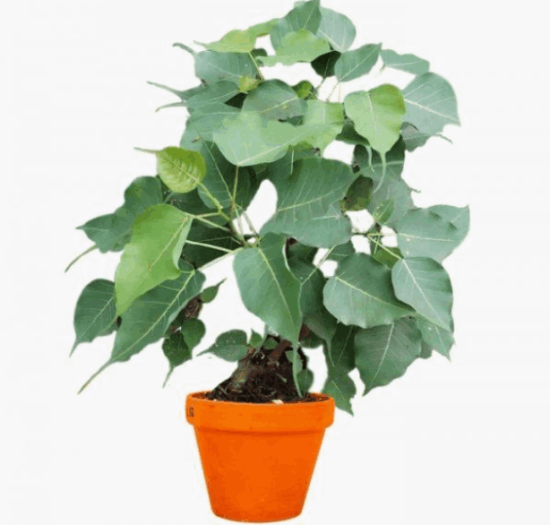 Peepal Plant picture