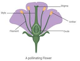 Self Pollination