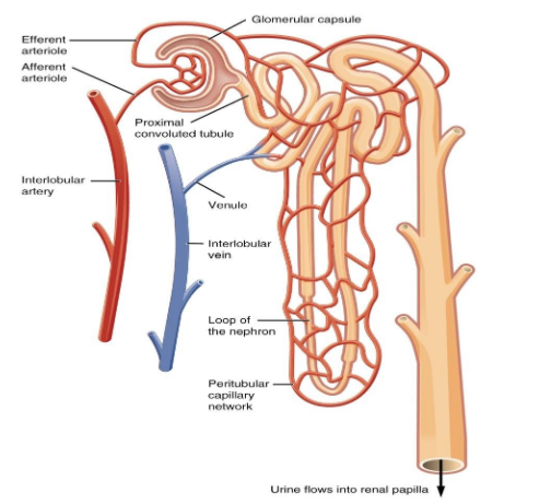 the structure and function of the nephron in the human body