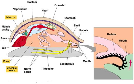 Circulatory System of Mollusca