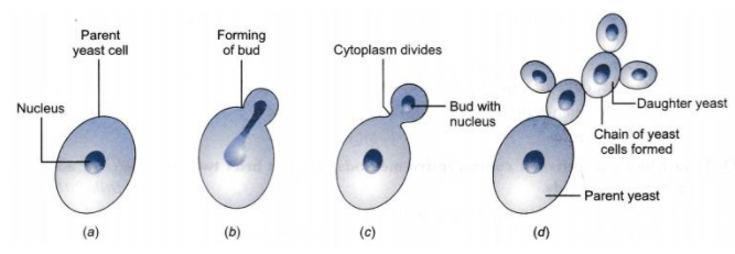 budding in yeast