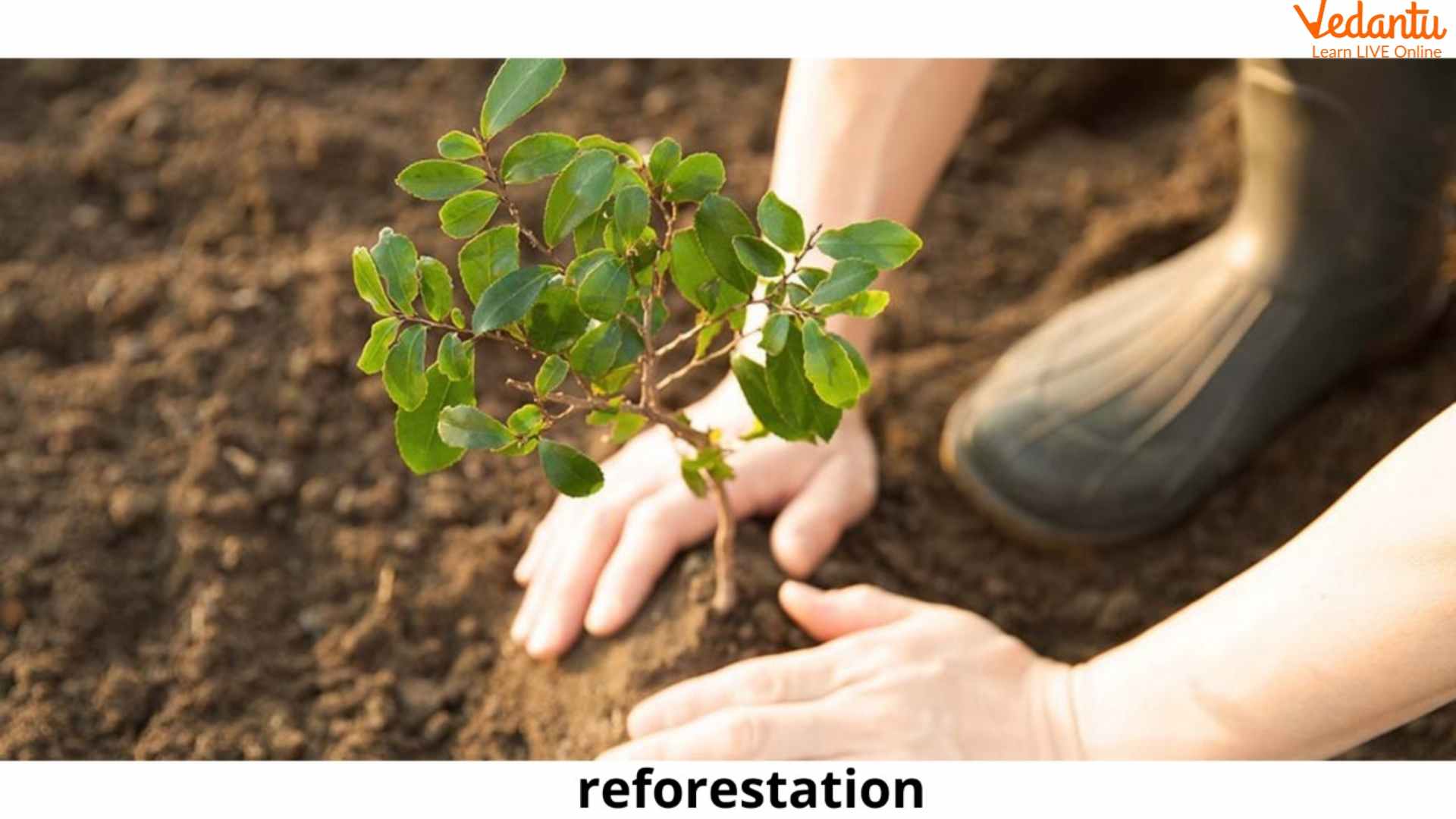 Plantation for reforestation