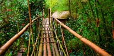 Bamboo Bridge